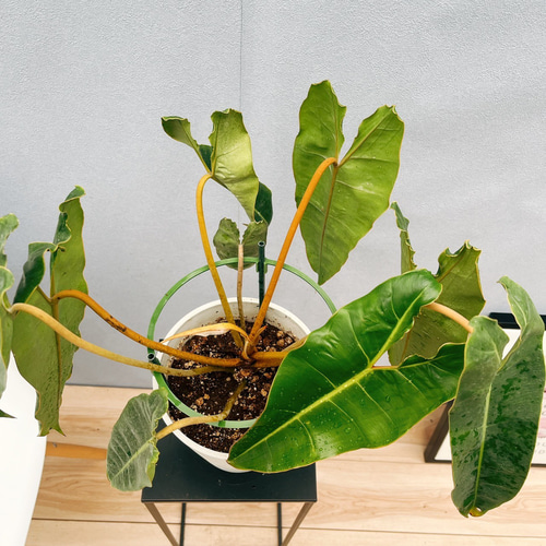 現品フィロデンドロンビレッティアビレッタエプラコッタ鉢ドライガーデン