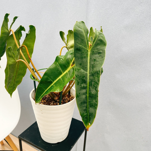 フィロデンドロン ビレッティア＋アロカシア スーヒルマニアナ＋ロンギロバ フィロデンドロン ビレッティア＋アロカシア スーヒルマニアナ＋