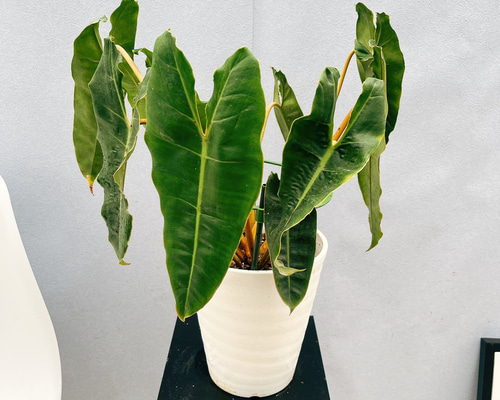 現品］【希少】4番 フィロデンドロン ビレッティア 6号 観葉植物 室内