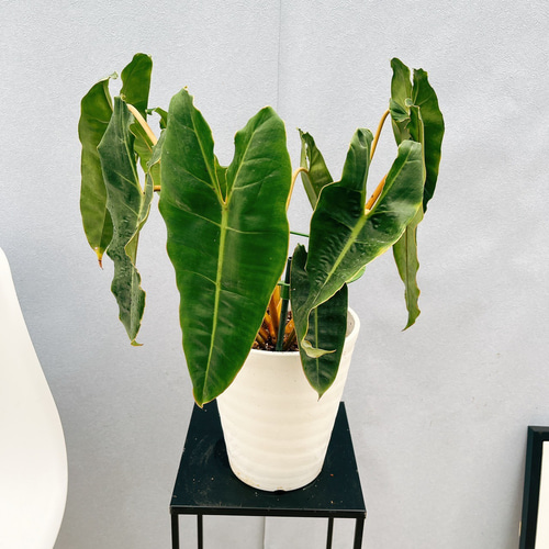 現品］【希少】4番 フィロデンドロン ビレッティア 6号 観葉植物