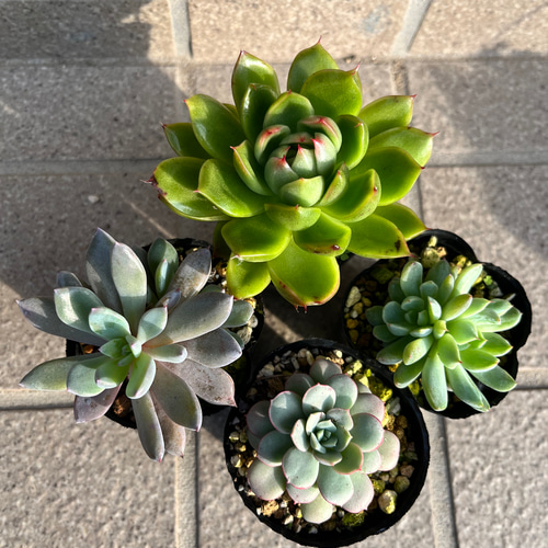 ④ミニ苗大量セット✨多肉植物　エケベリア　カット苗　寄せ植えに！ みか ミニ苗大量セット✨多肉植物 エケベリア カット苗 寄せ植え