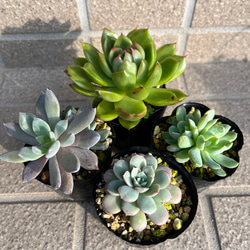 多肉・ブルーシャトー その他素材 tamosa4 通販 8574273｜Creema(クリーマ)