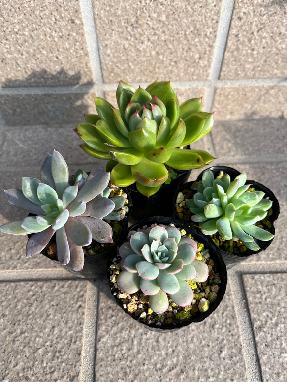 19.大量☆エケベリア カット苗詰め合わせ 寄せ植えセット 韓国苗