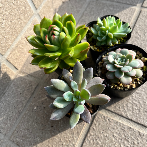 多肉植物 エケベリア4苗セットE その他素材 tamosa4 通販