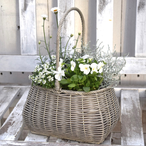 白ビオラ」のピュアホワイト寄せ植え ※寄せ植えセット 花苗 鉢花