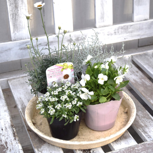 白ビオラ」のピュアホワイト寄せ植え ※寄せ植えセット 花苗 鉢花