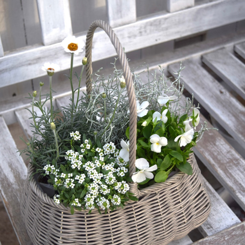 白ビオラ」のピュアホワイト寄せ植え ※寄せ植えセット 花苗 鉢花