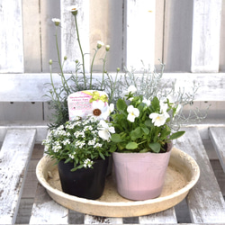 白ビオラ」のピュアホワイト寄せ植え ※寄せ植えセット 花苗 鉢花