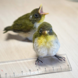 ＊野鳥＊羊毛フェルト メジロの雛(2羽セット) 2枚目の画像