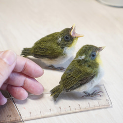 ＊野鳥＊羊毛フェルト メジロの雛(2羽セット) 4枚目の画像