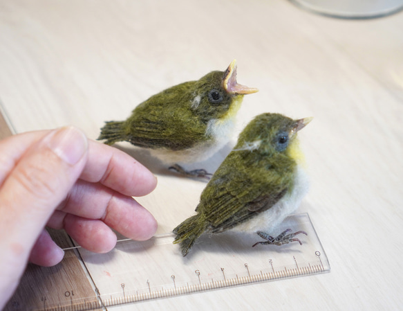 ＊野鳥＊羊毛フェルト メジロの雛(2羽セット) 4枚目の画像