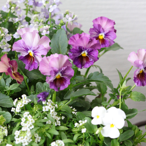 大人purple❤︎パンジー&ビオラの寄せ苗セット 多肉植物 トータル