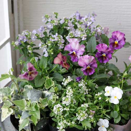 大人purple❤︎パンジー&ビオラの寄せ苗セット 多肉植物 トータル
