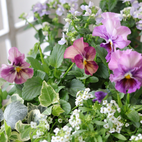 qhmirai様 おまとめ専用ビオラパンジー6苗セット 楽天市場】ビオラ 花苗 全色ミックス 6品種 12ポットセット ［冬一年草