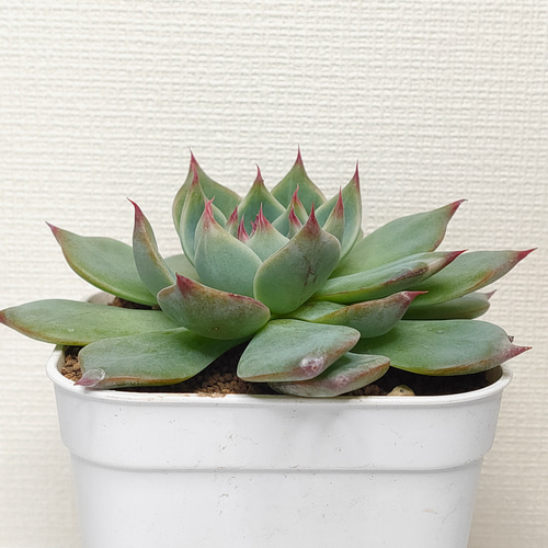 チワワエンシス【エケベリア 多肉植物】 多肉植物 エケベリアSKETCH 