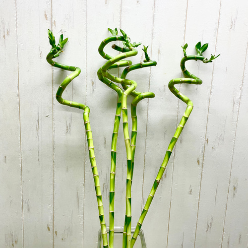 スパイラルバンブー ミリオンバンブー 70cm 5本 その他