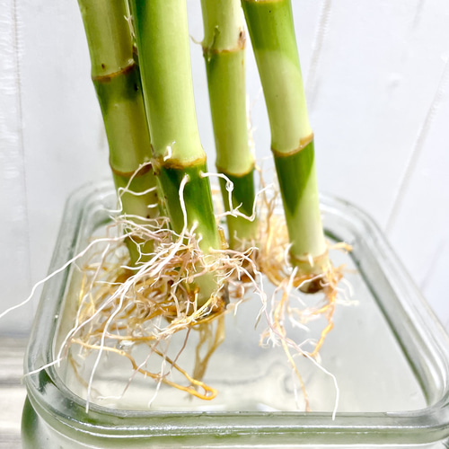 Swarovski ミリオンバンブー スワロフスキー置物・アクセサリー専門店 ☆プラネタリウム☆