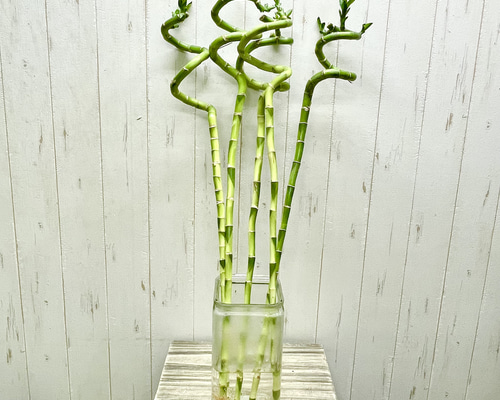 スパイラルバンブー ミリオンバンブー 70cm 5本 その他インテリア雑貨