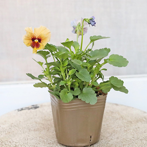 花苗 ビオラ レディ3号 アンティーク 育てやすい よく咲く アート