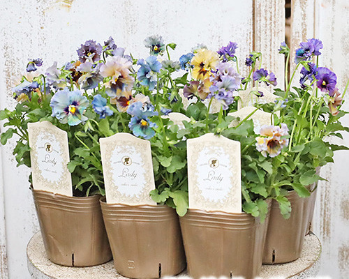 3苗セット　ビオラ　レディ　Lady タグ付き　現品　匿名宅配便発送 8cb1183385e833999905411e2c1847