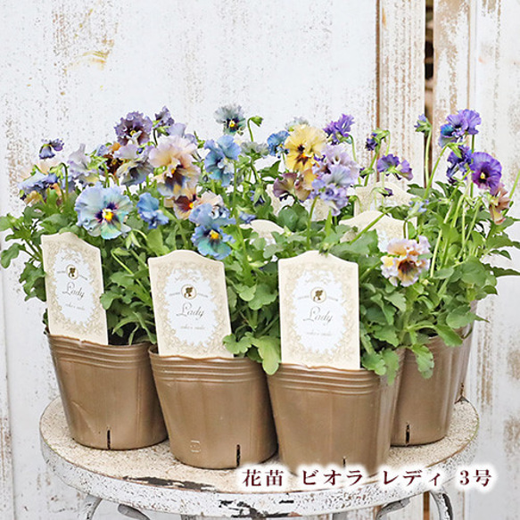 花苗 ビオラ レディ3号 おしゃれ アンティークカラー人気 ブルー