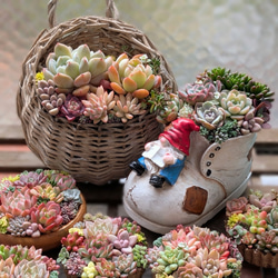 № 38☆キャロライン☆韓国苗 多肉植物 エケベリア 多肉植物 Succulent