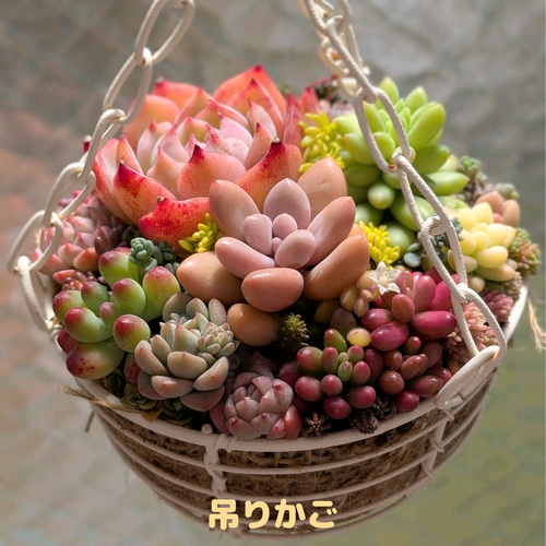 多肉 選べる寄せ植え 現物発送 ￥1600～ 多肉植物 mapi 通販 18519656