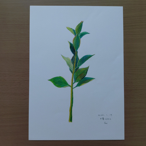 色鉛筆画の花のスケッチ一式 15枚 絵画 えみ 通販 18519730｜Creema