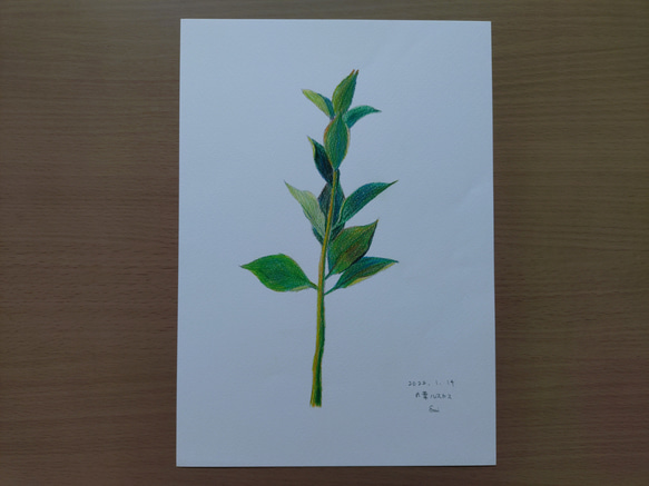 色鉛筆画の花のスケッチ一式 15枚 絵画 えみ 通販 18519730｜Creema