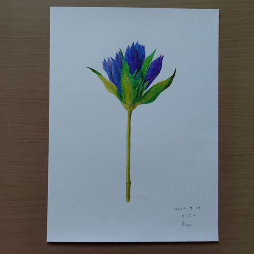 色鉛筆画の花のスケッチ一式 15枚 絵画 えみ 通販 18519730｜Creema