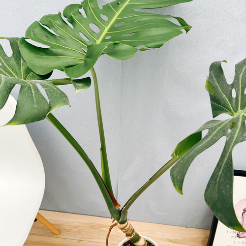 現品］90番 モンステラ 幹立ち 7号 観葉植物 室内 大型 育てやすい