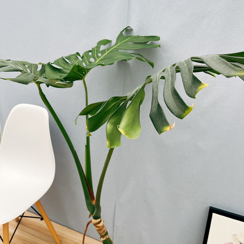 現品］90番 モンステラ 幹立ち 7号 観葉植物 室内 大型 育てやすい