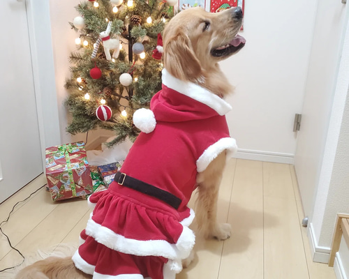 ✨オーダーメイド✨✨サンタクロースワンピース✨⭐大型犬⭐ ペット服