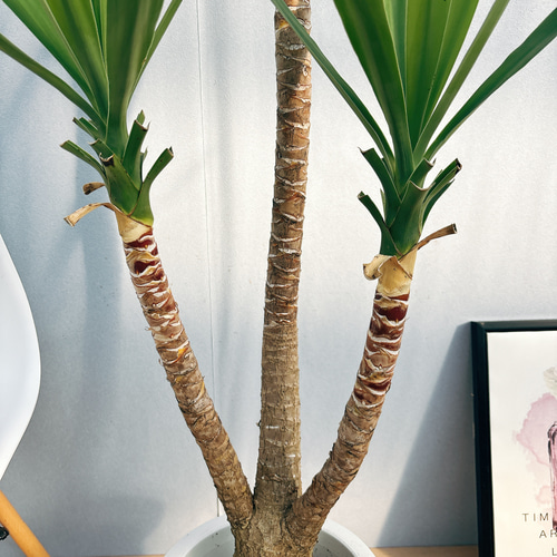 現品］大型サイズ！ ユッカ 9号 観葉植物 室内 大型 かっこいい