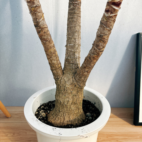 現品］大型サイズ！ ユッカ 9号 観葉植物 室内 大型 かっこいい