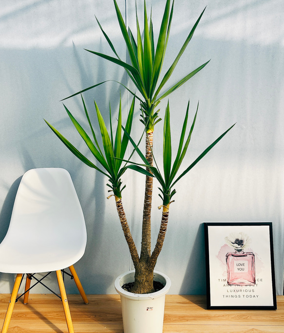 ユッカ 約190cm 【公式通販】