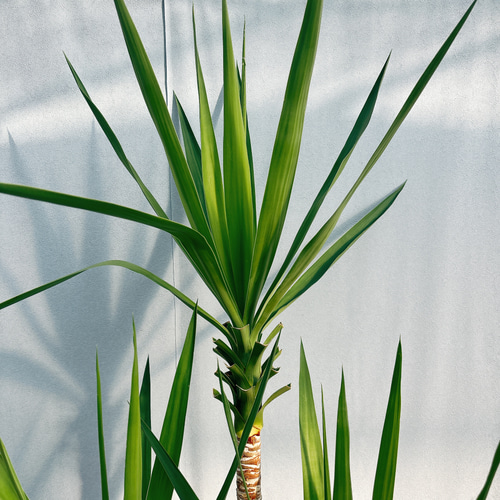 ユッカ バッカタ9号鉢大株全長75cm ユッカ バッカタ9号鉢大株全長75cm ユッカ バッカタ9号鉢大株