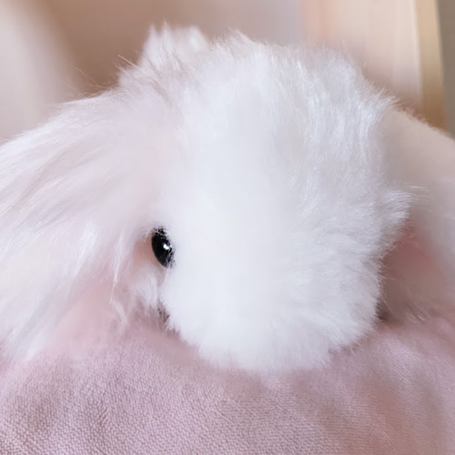 まるで雲のよう！モコモコふわふわの超長毛種うさぎ！ ぬいぐるみ ぬく
