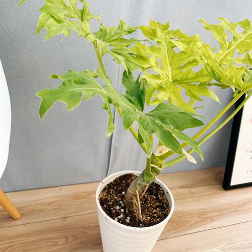 幹立ち フィロデンドロン セローム ゴールドリーフ　ファイバー鉢 お皿付き 幹立ち フィロデンドロン セローム ゴールドリーフ ファイバー鉢