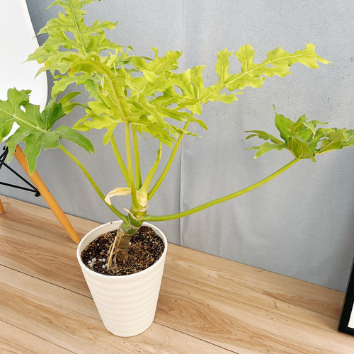 現品］【希少】21番 フィロデンドロン セローム ゴールドリーフ 7号