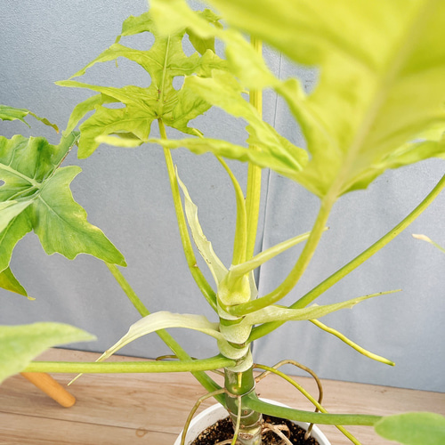 フィロデンドロン セローム ゴールドリーフ 10年以上の大株 希少 希少