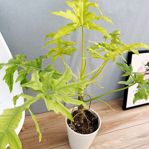 現品］【希少】12番 フィロデンドロン セローム ゴールドリーフ