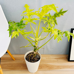 現品］【希少】12番 フィロデンドロン セローム ゴールドリーフ 7号