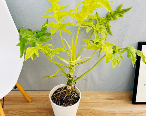 現品］【希少】12番 フィロデンドロン セローム ゴールドリーフ 7号