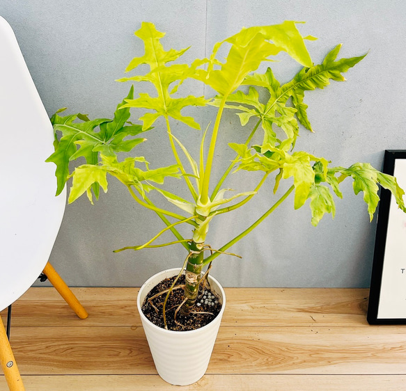 現品］【希少】12番 フィロデンドロン セローム ゴールドリーフ 7号