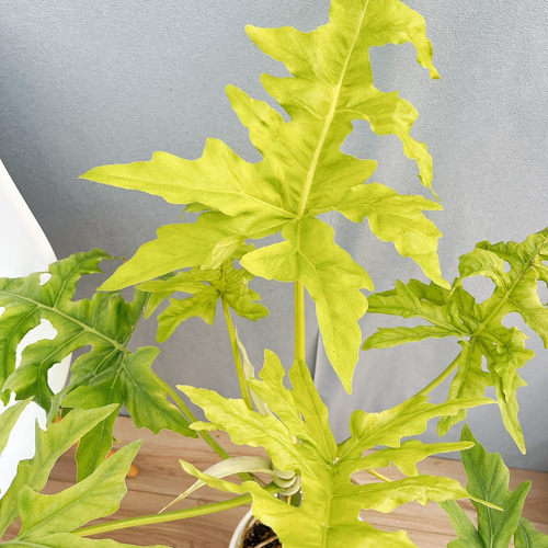 現品］【希少】12番 フィロデンドロン セローム ゴールドリーフ 7号