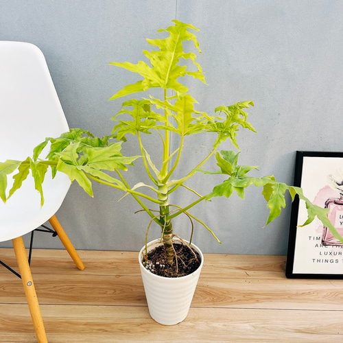 現品］【希少】12番 フィロデンドロン セローム ゴールドリーフ