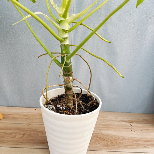 現品］【希少】12番 フィロデンドロン セローム ゴールドリーフ