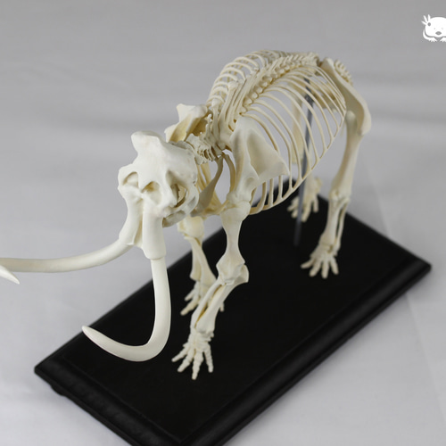 マンモス 縮小全身骨格レプリカ mammoth その他置物 アンフィ