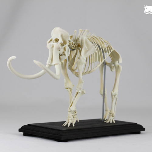 マンモス 縮小全身骨格レプリカ mammoth その他置物 アンフィ
